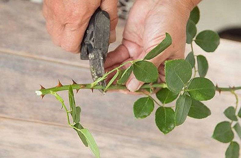 О посадке отростка розы из вазы: как правильно срезать и выращивать