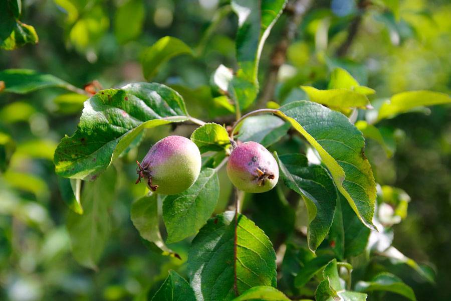 Как пересадить взрослую яблоню, если при посадке была заглублена корневая шейка