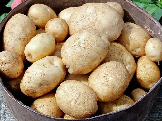 Картофель ласунок: описание и характеристика сорта, особенности выращивания, отзывы