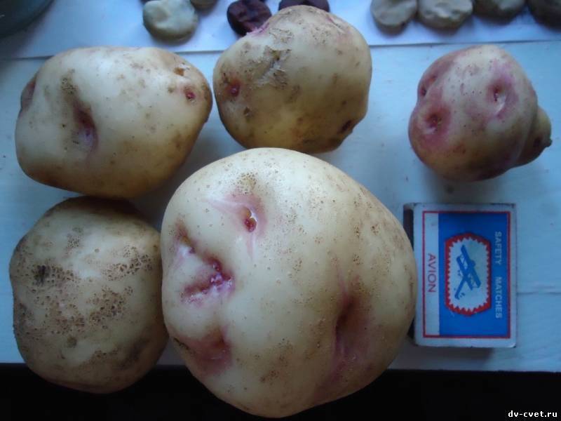 Картофель сорокодневка описание сортов выращивание когда копать