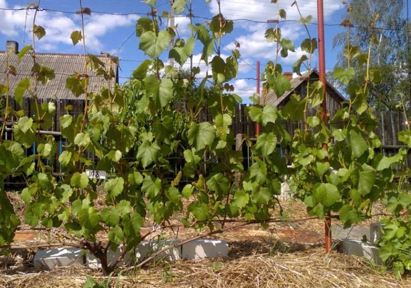 Уход за виноградом по месяцам: календарь, как правильно ухажывать