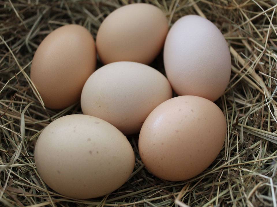 Что можно рассказать о пользе яиц цесарки. когда важно добавить их в меню и могут ли принести вред эти яйца?