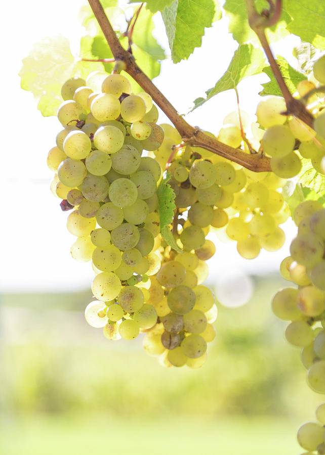 Французский сорт винограда шардоне: описание, свойства, выращивание, уход