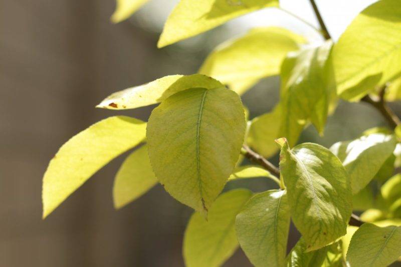 Листья груши покрылись жёлтыми пятнами: причины, что нужно при этом делать, как бороться, профилактика, фото