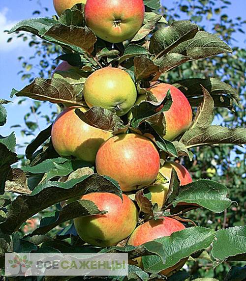 Колоновидная яблоня останкино: описание сорта, фото, отзывы