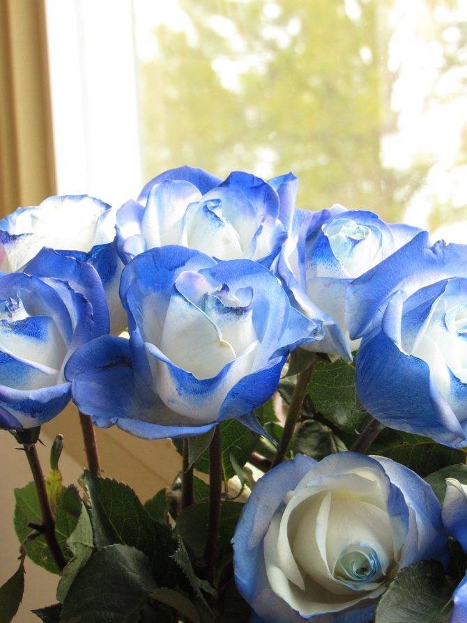 Бывают ли синие розы