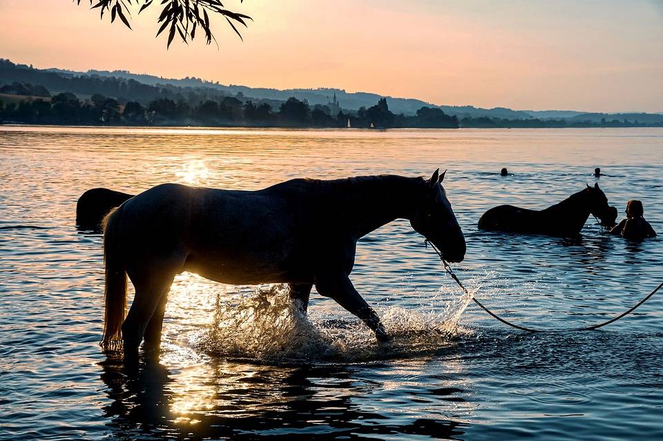 Как плавают лошади