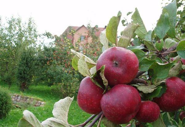 Описание и технология выращивания яблони сорта елена