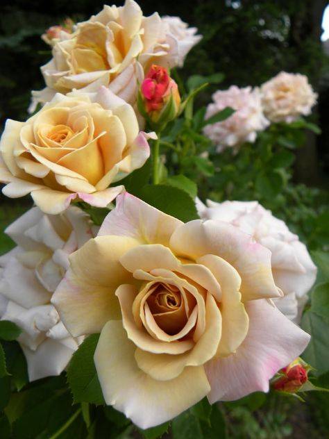 Розы грандифлора: описание и правила ухода