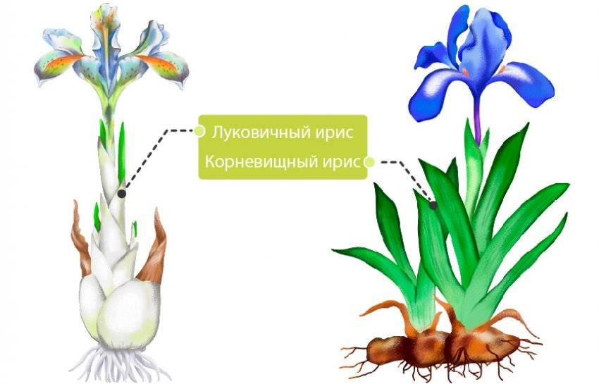 Размножение ирисов: 2 способа посадки семенами и деление корневищем