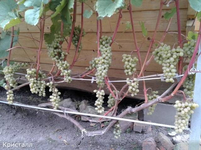Посадка винограда