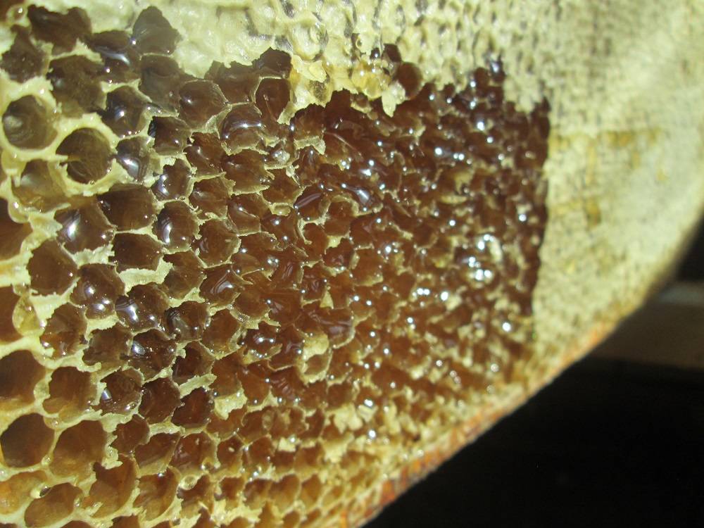Что такое пчелиный забрус и хранение этого медового продукта
