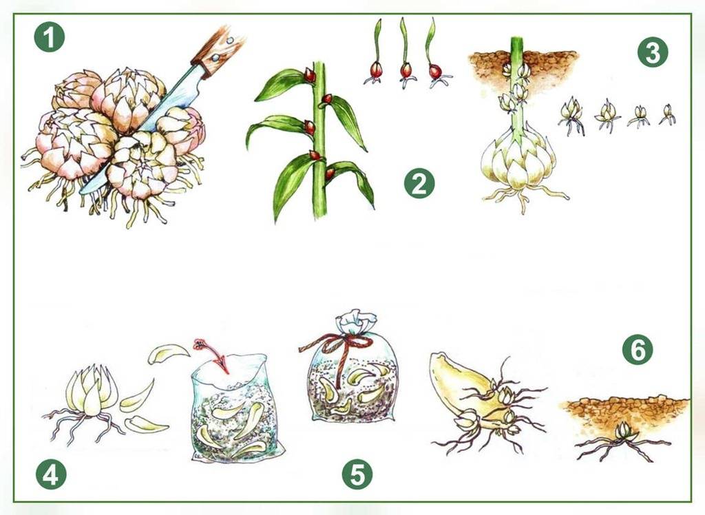 Размножение лилий: семенами, бульбочками и другими способами selo.guru — интернет портал о сельском хозяйстве