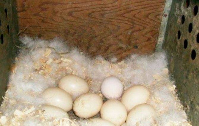 Курица села на яйца: что делать дальше и как отучить или как посадить, как высиживает, как заставить - легкий способ, почему не садятся