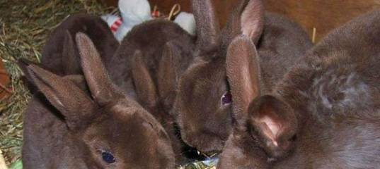 Когда отсаживать крольчат от крольчихи — излагаем вопрос