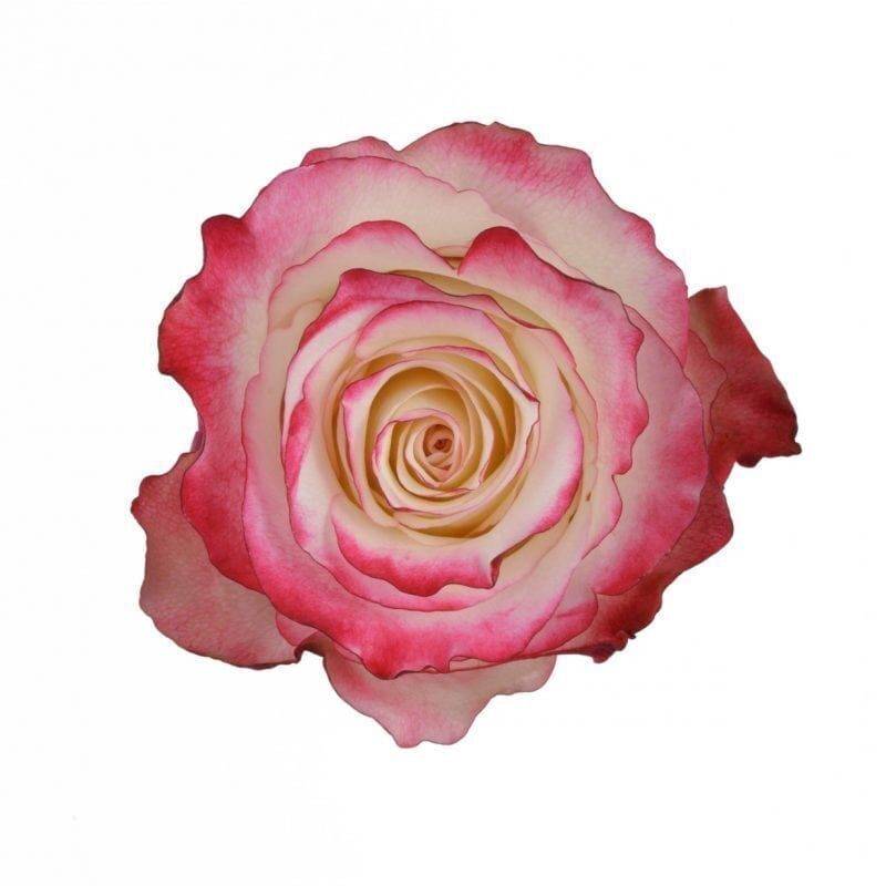 Роза свитнесс (sweetness) — описание сортового куста