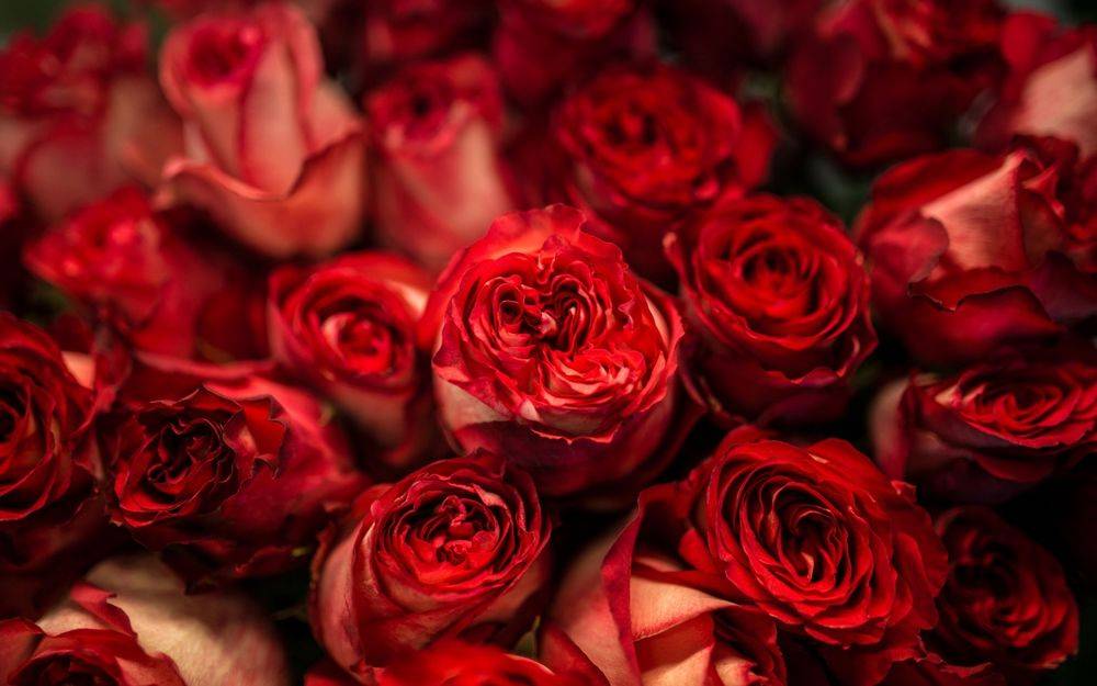 Красные розы: лучшие сорта крупных и миниатюрных видов, правила размещения на садовом участке, сочетание с другими растениями, причины покраснения листьев фото