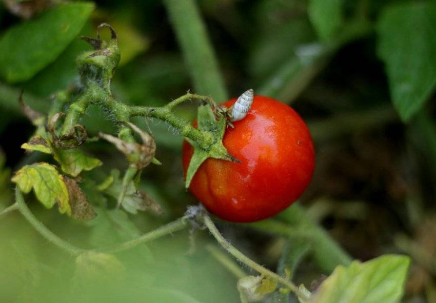 Болезни томатов — описание с фото, способы лечения