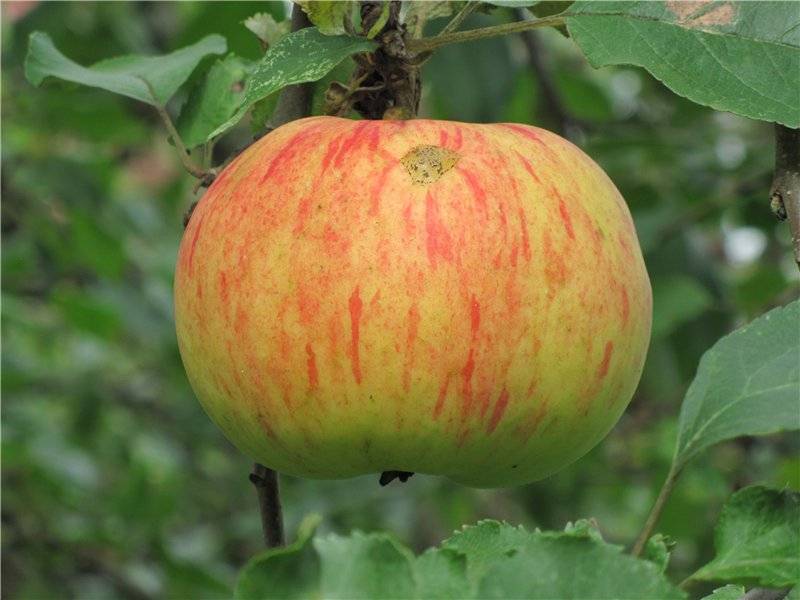 Яблоня бессемянка мичуринская: описание и характеристики сорта с фото