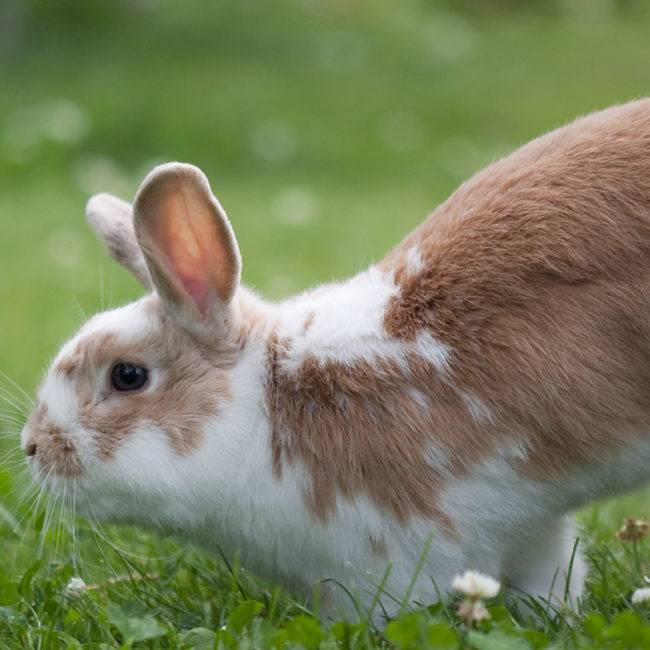 Болезни лап у кроликов, причины их возникновения и лечение 2020