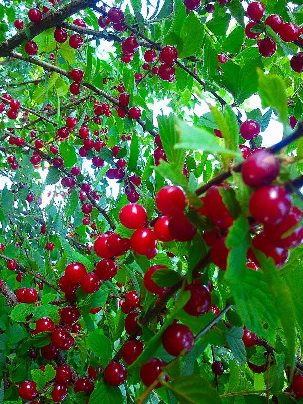 Войлочная вишня, описание сортов и условия выращивания плодовой культуры