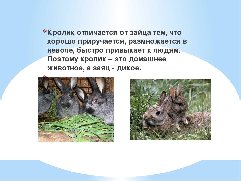 Чем отличается кролик от зайца: в чем разница между ними?