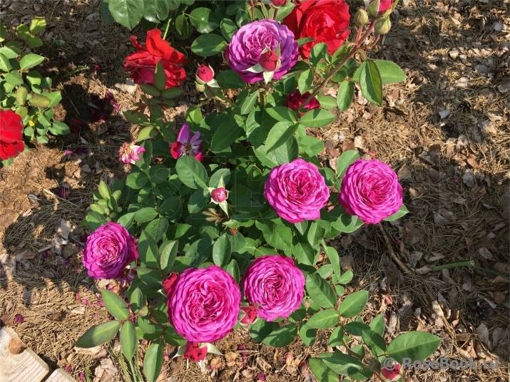 Описание и техника выращивания высокодекоративной розы хайди клум