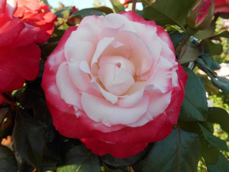 Роза «ностальжи»: характеристика и сортовые отличия
