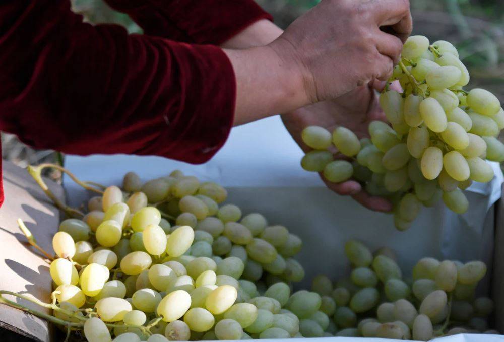 Подробное описание винограда «дамские пальчики»: где растет этот сорт, какой вкус, калорийность, польза и возможный вред от употребления