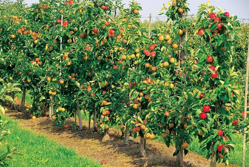 Плодово-ягодные кустарники: виды и сорта, высокорослые и низкорослые растения, размножение и уход