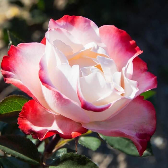 Роза ностальжи фото и описание отзывы - дневник садовода
