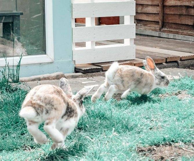 Кролики стучат задними лапами: язык тела и поведение, почему и что это значит