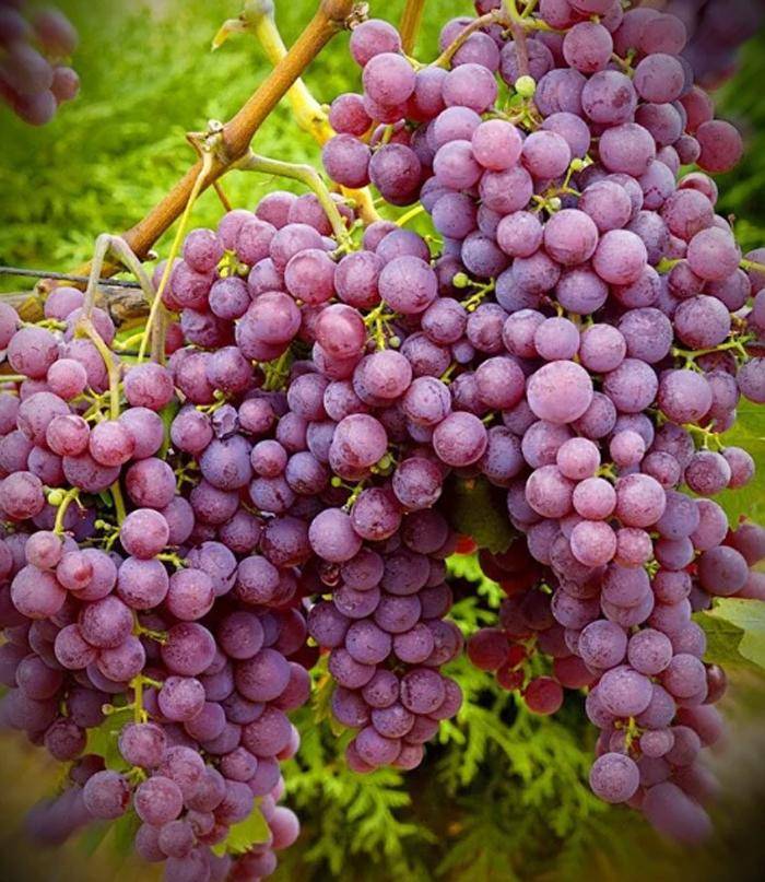 Список сортов винограда по алфавиту: столовые, ранние, морозостойкие, технические, без косточек, элитные, мускатные