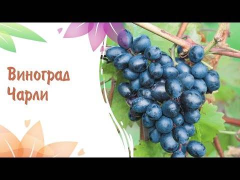 Виноград чарли: стойкий крупноплодный гибрид, которому не страшны ни грибок, ни заморозки