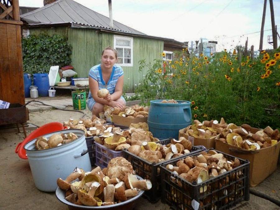 Выращивание грибов на даче и в огороде