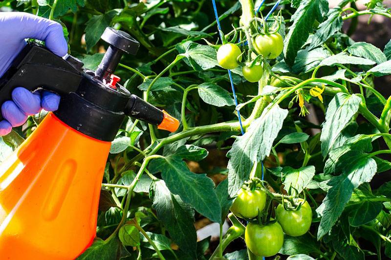 Когда начинать обрабатывать помидоры от фитофторы: нужно это делать весной или лучше летом, утром или вечером, как часто, при какой погоде,?