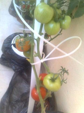 Как опылять помидоры в теплице