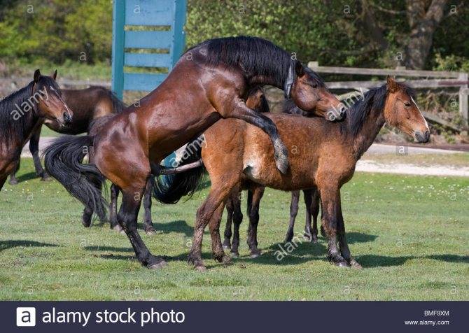 Как проходит спаривание лошадей, выбор и подготовка коней к вязке