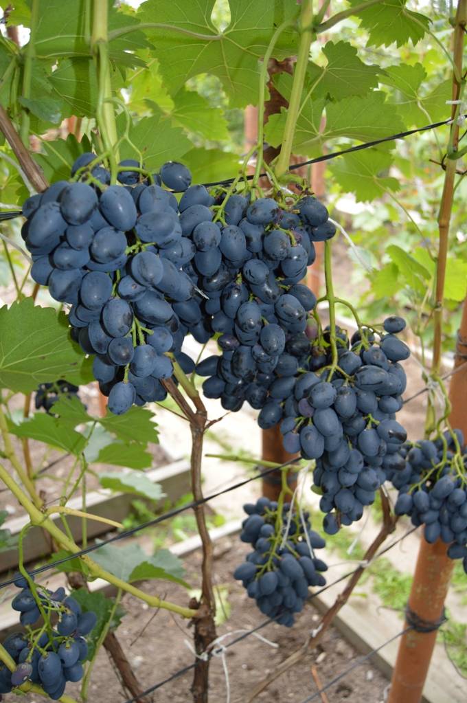 Описание сорта, отзывы и особенности выращивания винограда велика