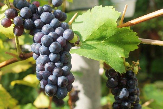 Сорта винограда: по алфавиту, столовые, ранние, морозостойкие, технические, без косточек