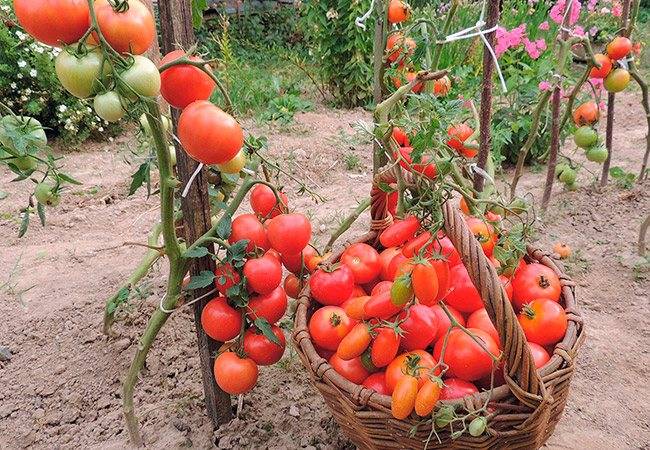 Помидоры-великаны — особенности выращивания высокорослых томатов в открытом грунте