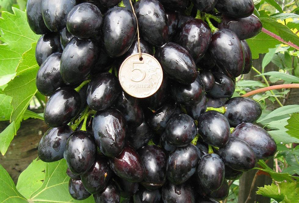 Виноград надежда азос — неприхотливый сорт с повышенной урожайностью