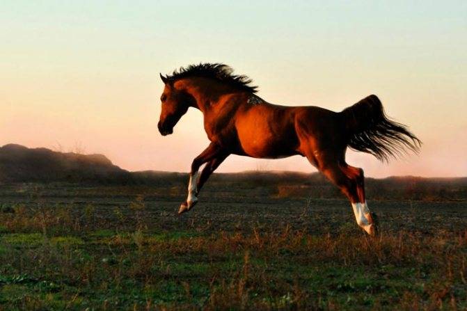 Каурая лошадь: фото, описание масти, характеристики, рекомендации по уходу