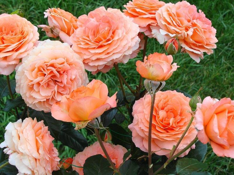 Роза шраб (фото) посадка уход и обрезка. отличие шрабов от плетистых роз | сайт о саде, даче и комнатных растениях.