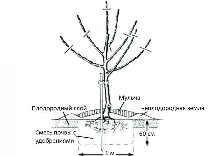 Какой признак внешнего строения яблони. Схема посадки саженца яблони. Схема посадки яблонь на карликовом подвое. Корневая шейка у яблони. Строение яблони схема.