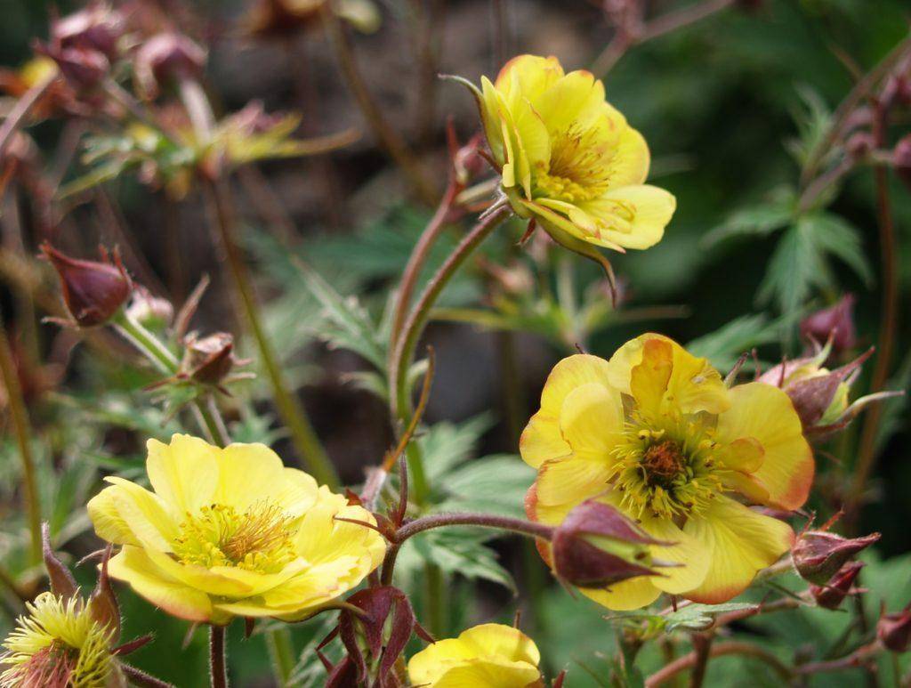 Гравилат городской: описание сортов, свойства, применение