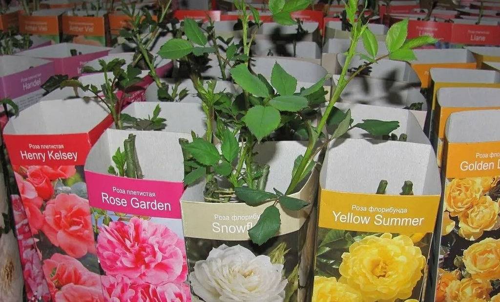 Можно ли посадить садовую розу в горшок дома. условия домашнего выращивания роз