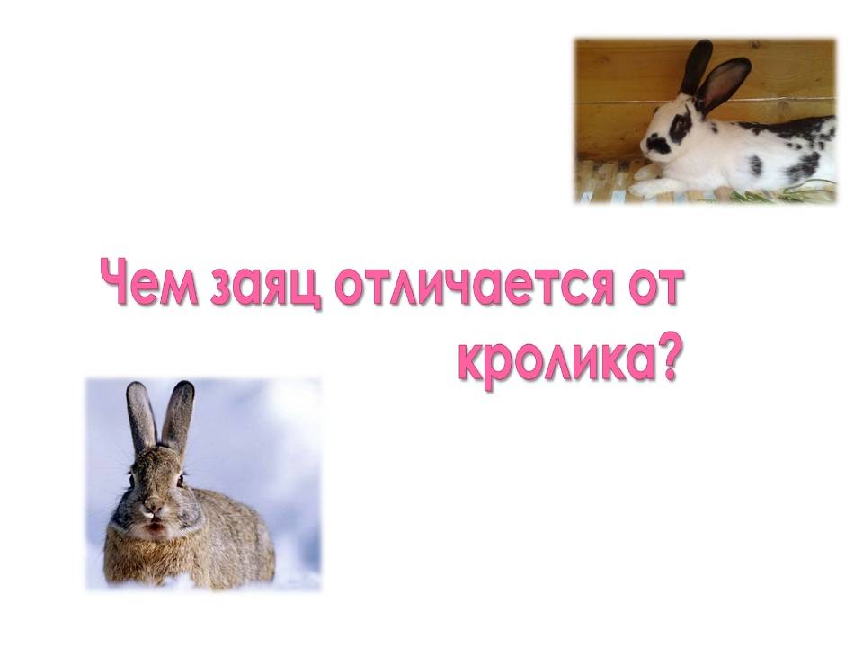 Чем заяц отличается от кролика: как отличить самостоятельно?