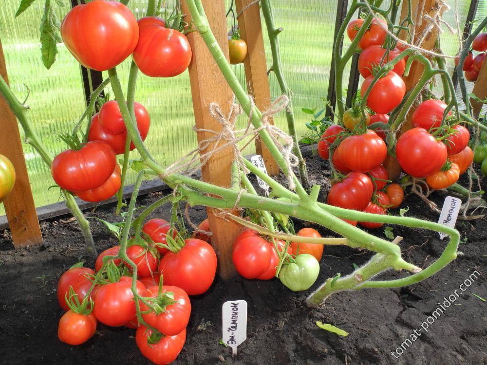 Сорт радующий долгие годы — томат эм чемпион: описание помидоров и характеристики