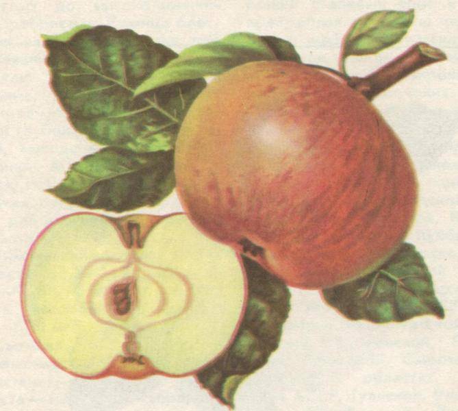 Яблоня бессемянка мичуринская: описание сорта, фото, посадка и отзывы